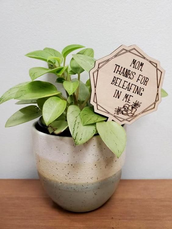 Quick Plant Gift