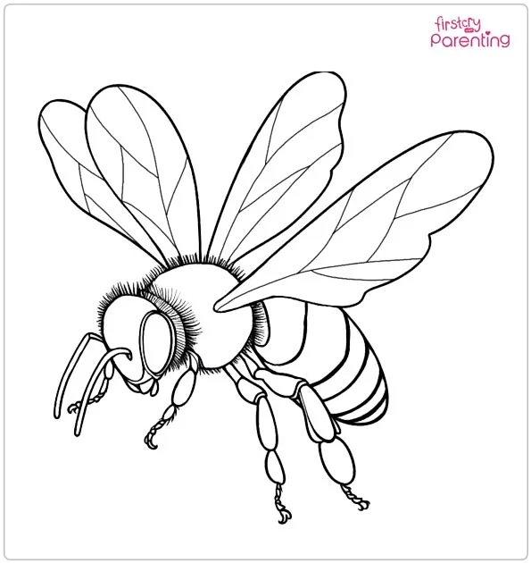 Realistic Bee Coloring Page