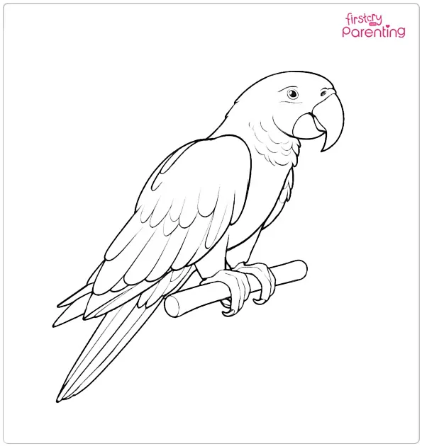 Macaw Parrot Coloring Page