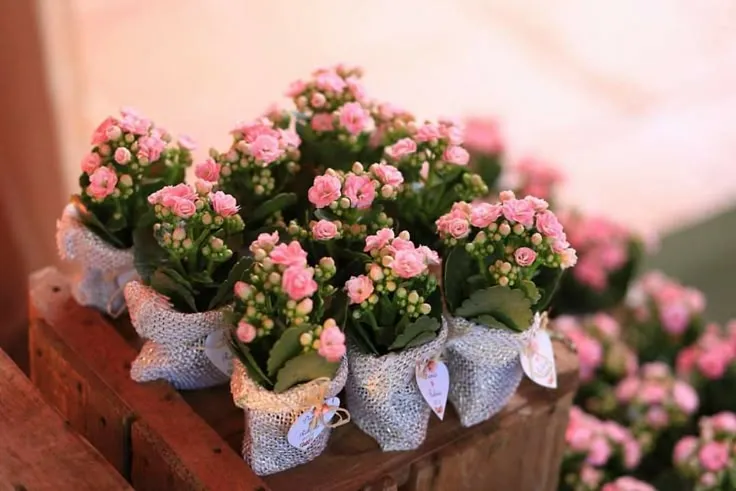 Flower Pot Favours
