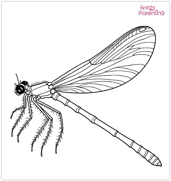 Damselfly Coloring Page
