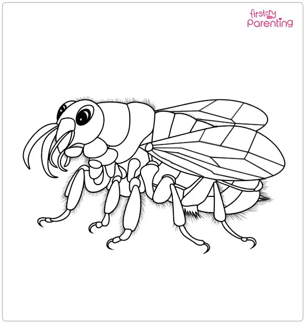 Flea Coloring Page