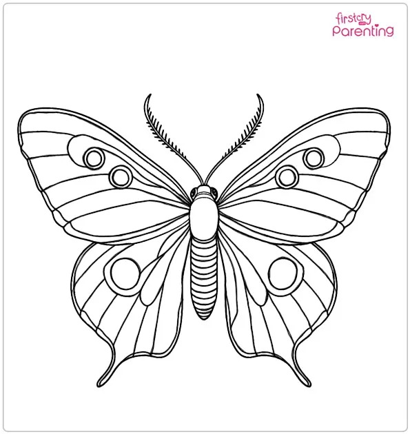 Lepidoptera Coloring Page