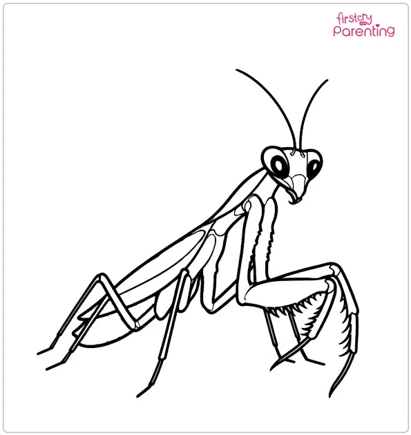 Praying Mantis Coloring Page