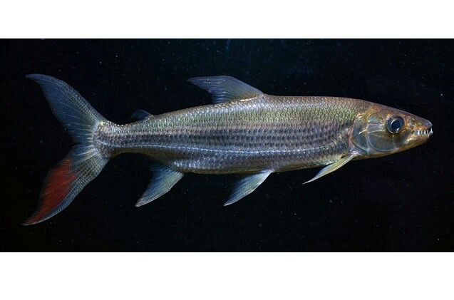 African Tiger Fish