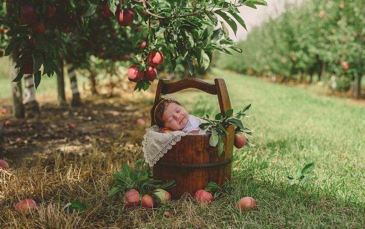 fall photography baby apple orchard