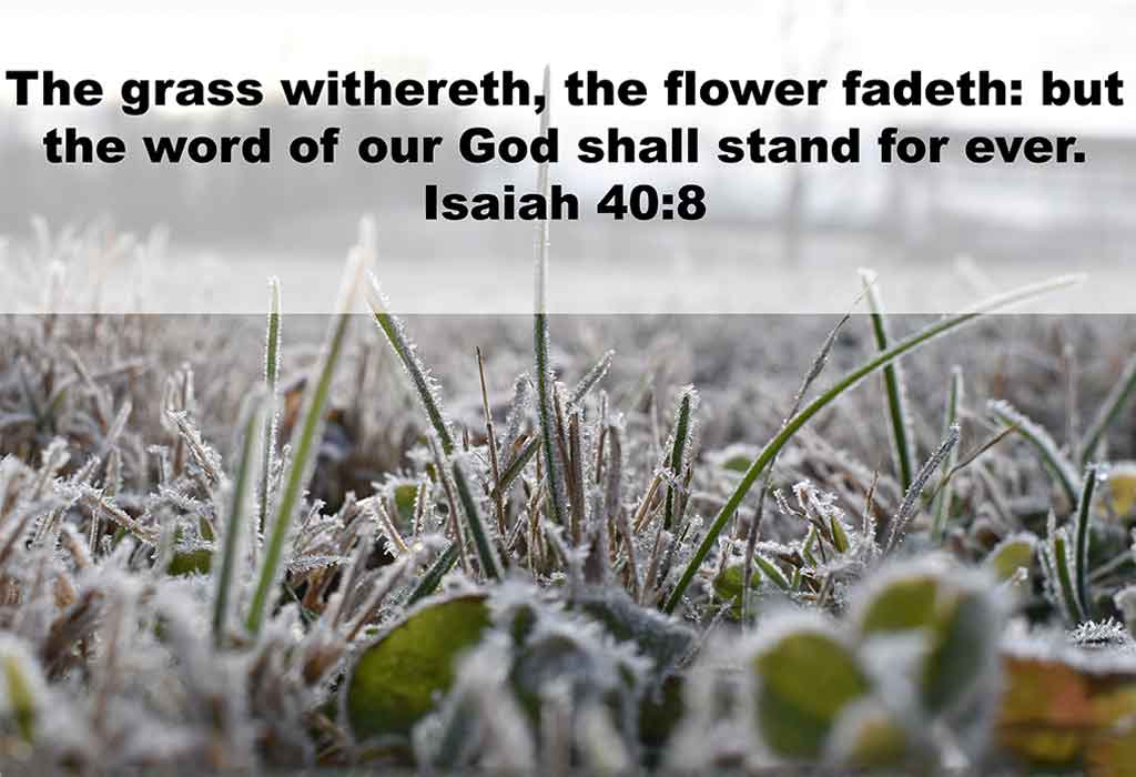 Bible Verses About Brotherly Love