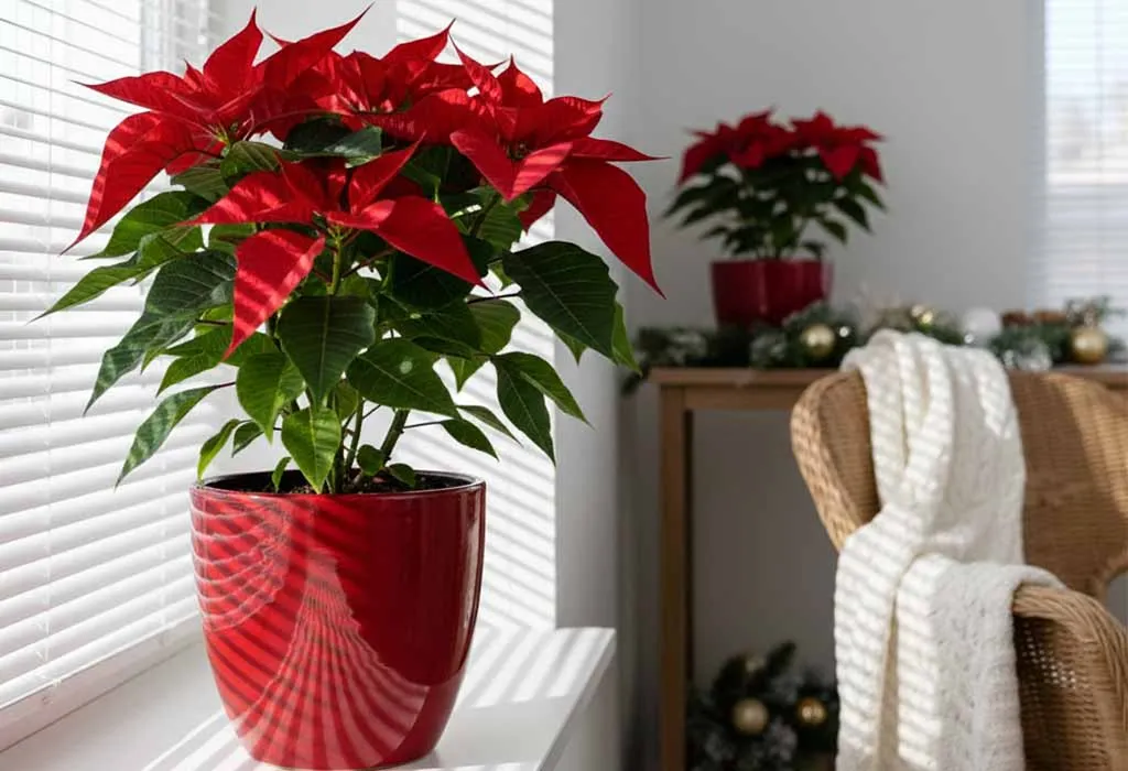 Indoor Plant with Festive Pot