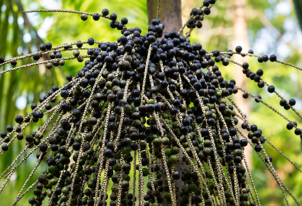 What Is Acai Berry? What Is Acai Berry?