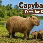 20 Capybara Facts for Kids: Habitat, Diet, Size & Fun Facts