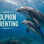 Dolphin Parenting: Meaning, Benefits & Tips