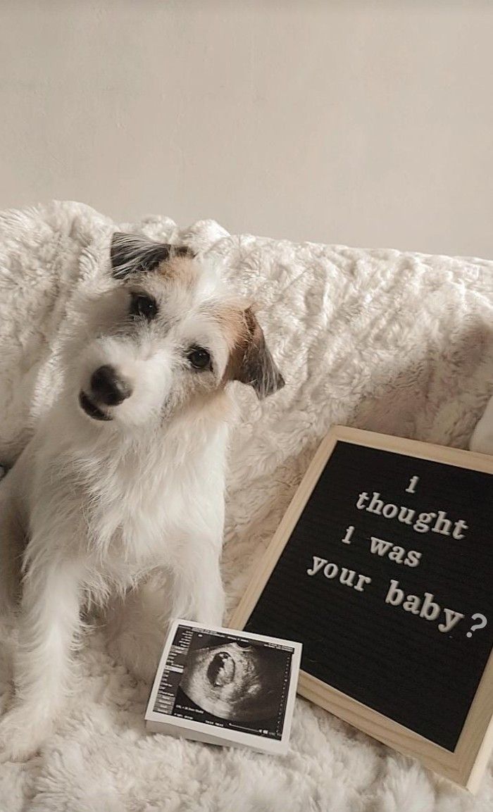 Eviction Notice for Pets Eviction Notice for Pets funny pregnancy announcement