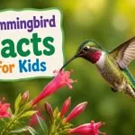 20 Amazing Hummingbird Facts for Kids: The Tiny Bird That Can Fly Backwards