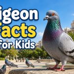 Interesting Pigeon Facts for Kids