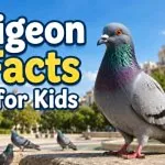 Interesting Pigeon Facts for Kids