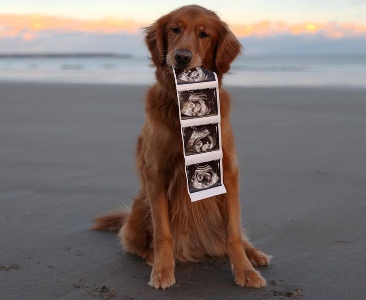 Ultrasound Photo Held by Your Dog