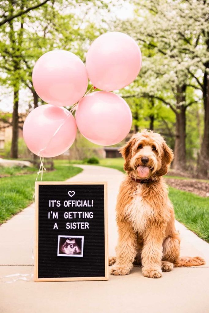 Family Pregnancy Announcement With Dogs