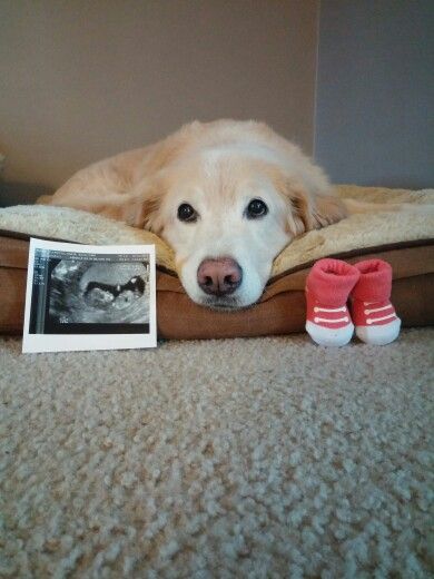 Dog With Baby Shoes