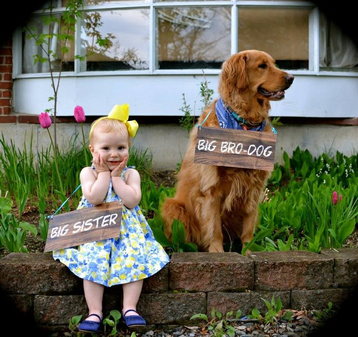 Pregnancy Announcement With Sibling and Dog