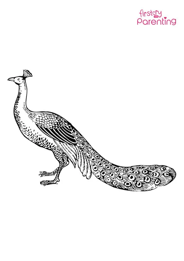 Beautiful Peacock Coloring Page Beautiful Peacock Coloring Page
