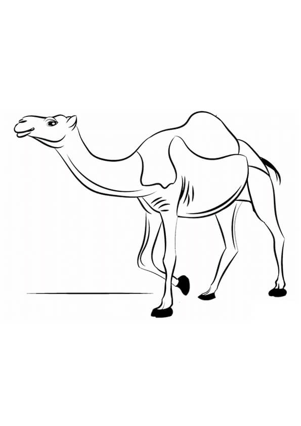 Camel Colouring Pages