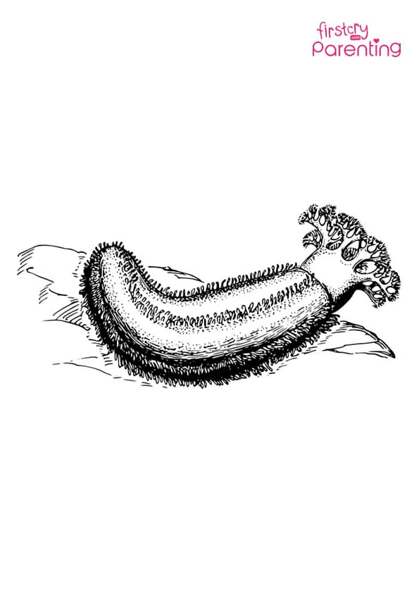 Cucumber Sea Water Animal Marine Coloring Page Cucumber Sea Water Animal Marine Coloring Page