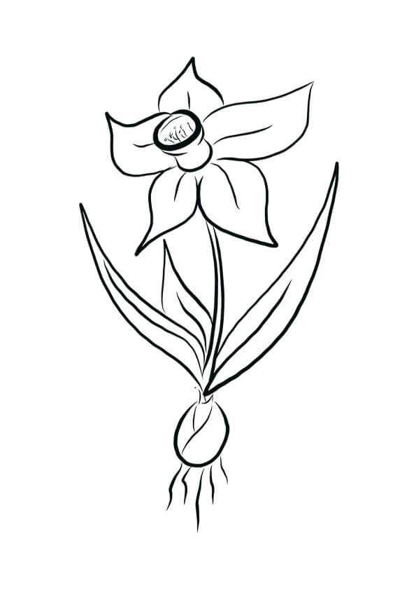 Daffodil Colouring Pages