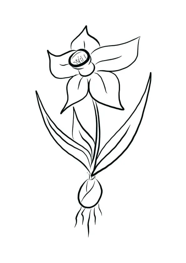 Daffodil Colouring Pages Daffodil Colouring Pages