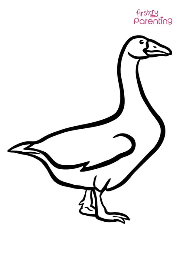 Domestic Goose Coloring Page