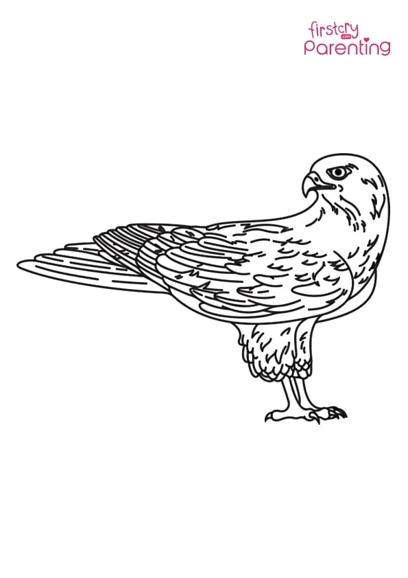 Falcon Looking Behind Coloring Page Colouring Pages