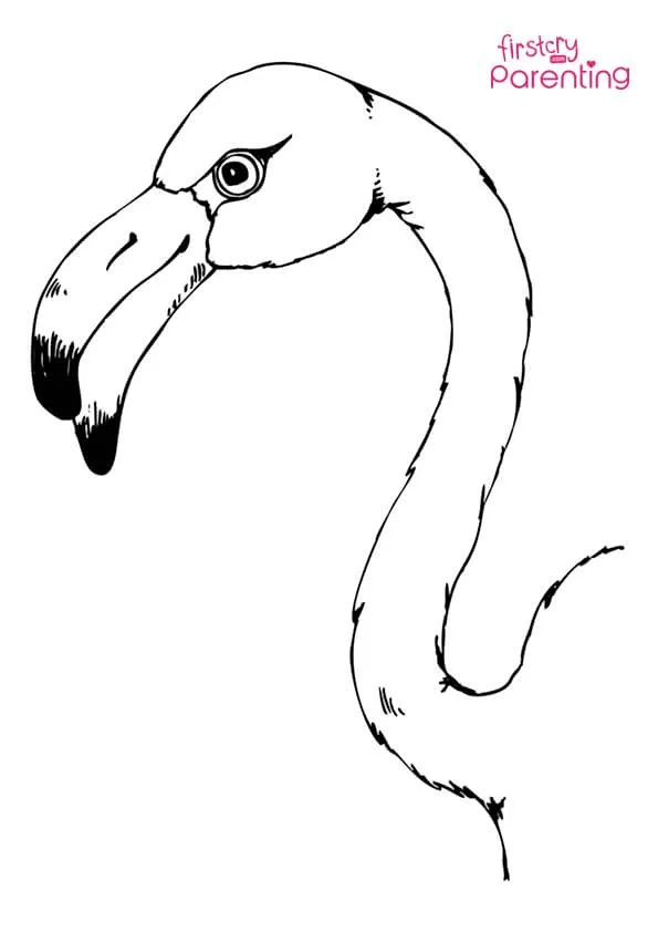 Flamingo Head Coloring Page Colouring Pages