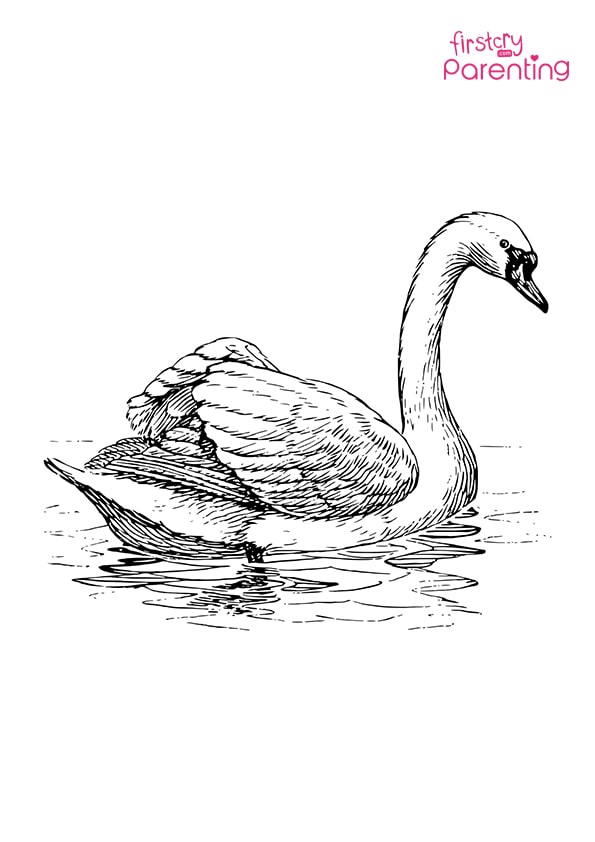 16 Swan Coloring Page CorrinAiman