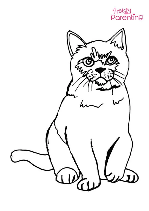 Fluffy Cat Coloring Page Colouring Pages