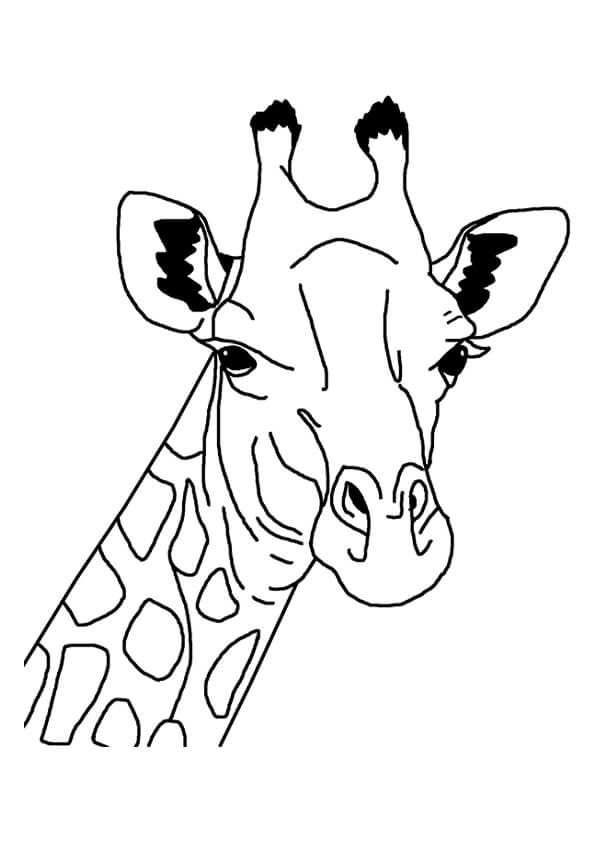 Giraffe Colouring Pages