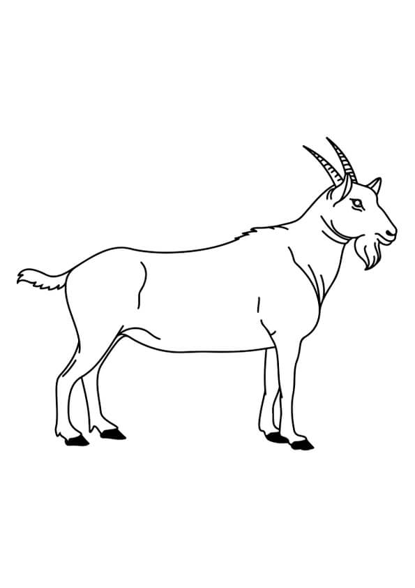Goat Colouring Pages