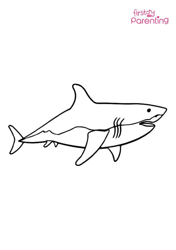 great white shark images for kids