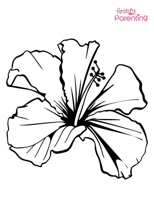 Hibiscus Blossom Coloring Page