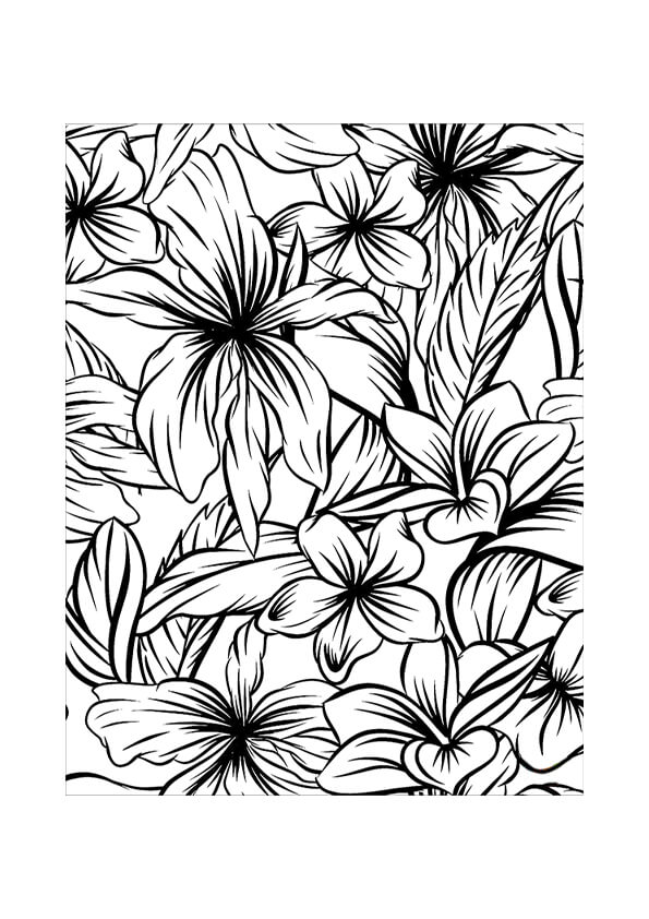 Hibiscus Colouring Pages