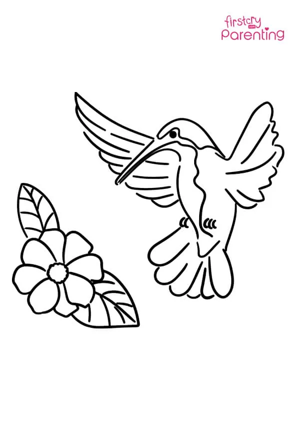 Hummingbird And Flower Coloring Page Colouring Pages