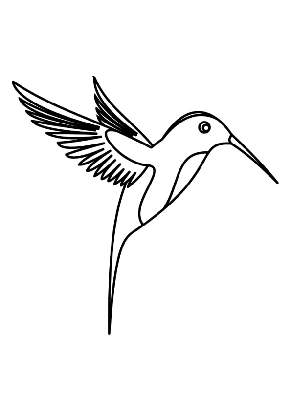Hummingbird Colouring Pages
