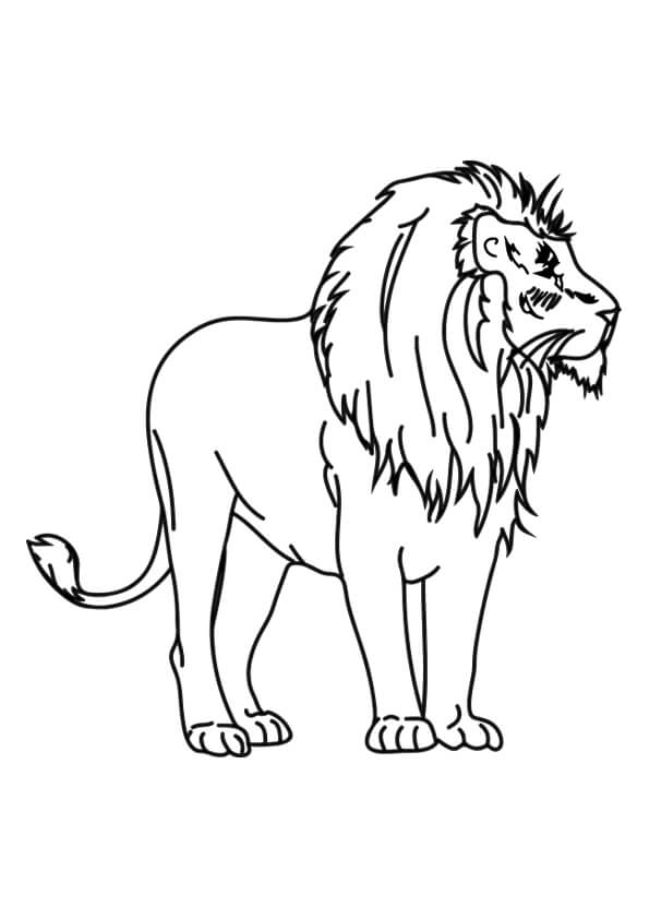 Lion Colouring Pages