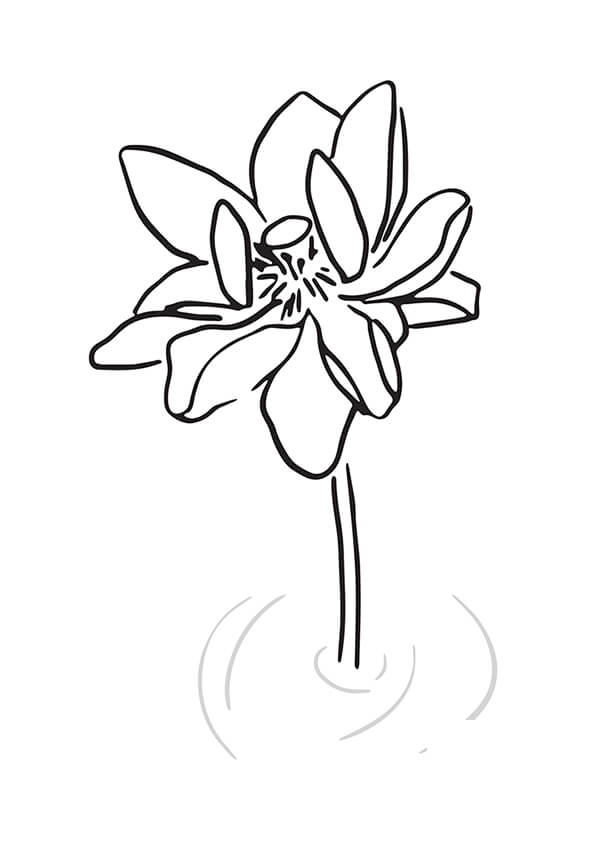 Lotus Colouring Pages