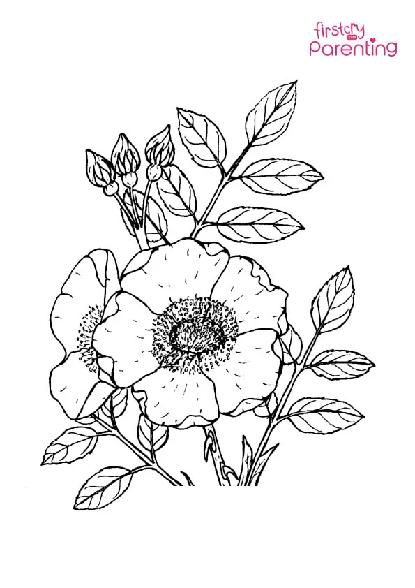 Nootka Rose Coloring Page Colouring Pages