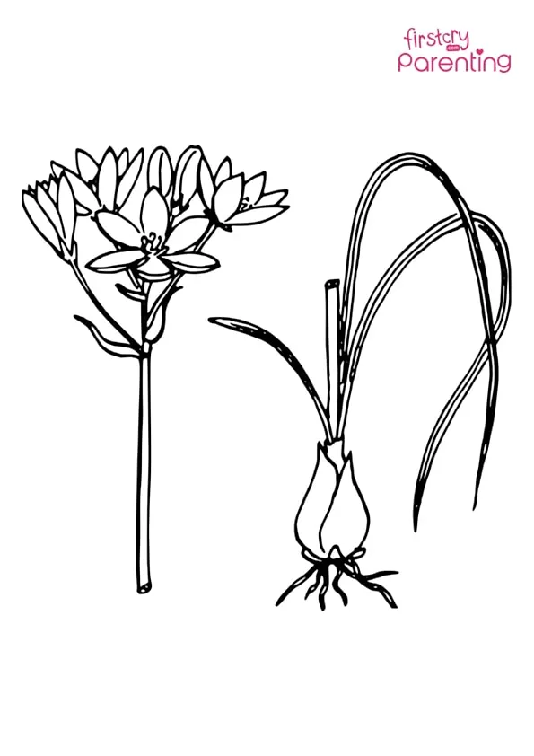 Onion Biology Plant Flower Leaves Coloring Page