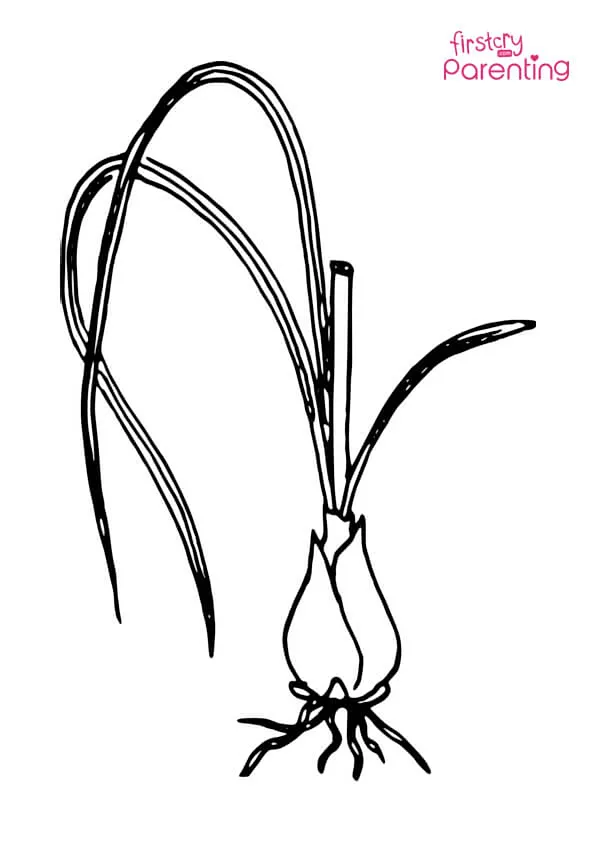 Onion Plant Leaves Coloring Page