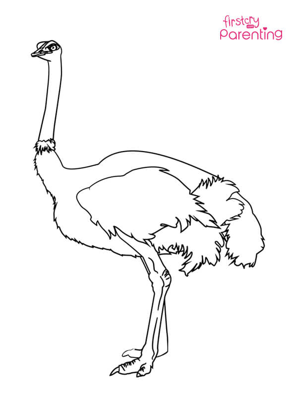 ostrich coloring page