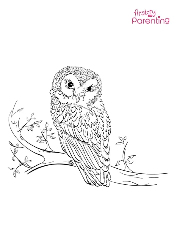 Owl On Tree Coloring Page Colouring Pages Owl On Tree Coloring Page Colouring Pages