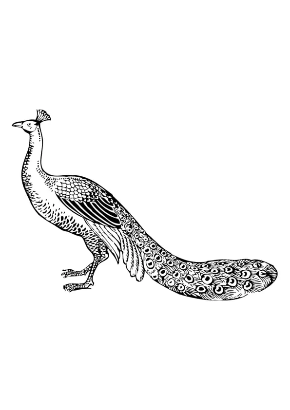 Peacock Colouring Pages