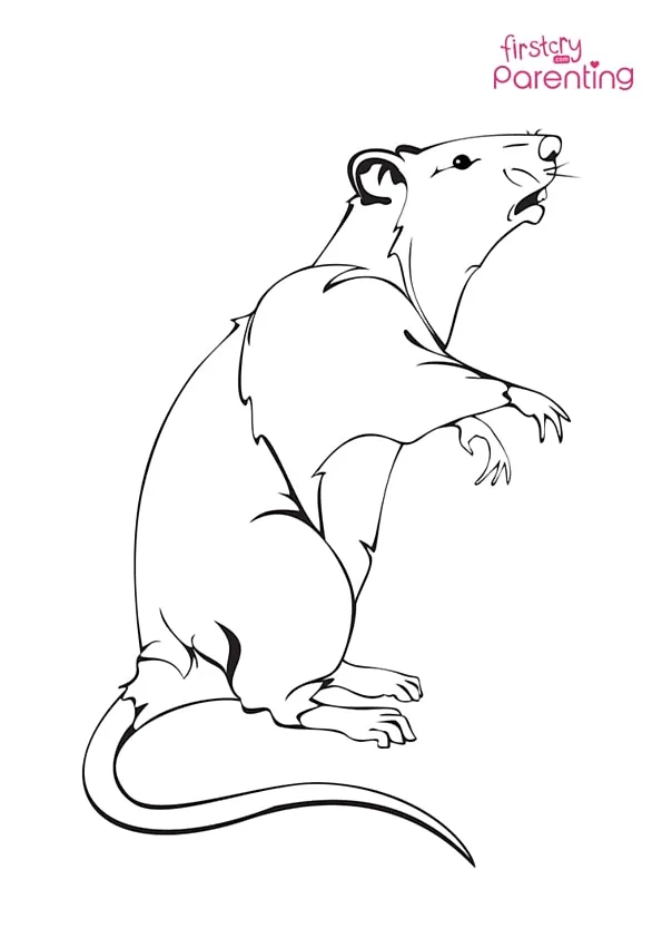 Realistic Rat Coloring Page Colouring Pages