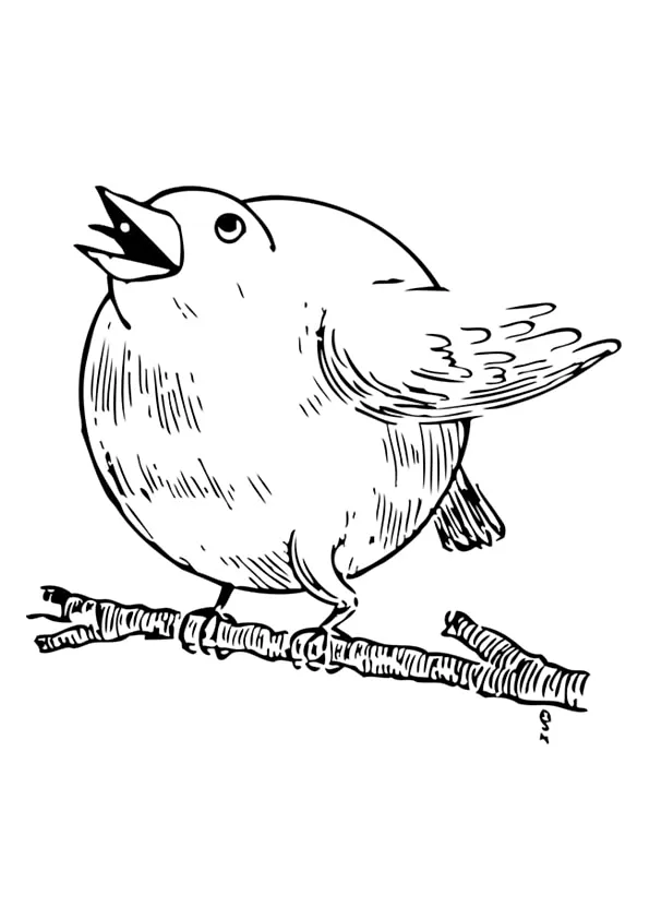 Robin Colouring Pages